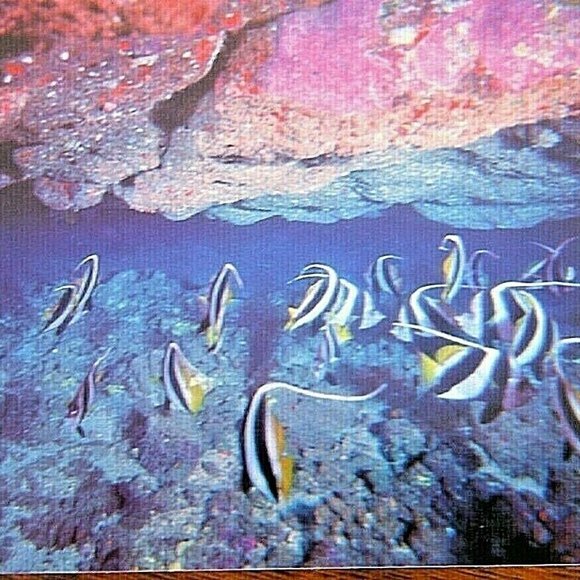 Vintage Postcard Marine Murals Hawaii Moorish Idols Fish & Black Coral Unposted - Picture 3 of 16